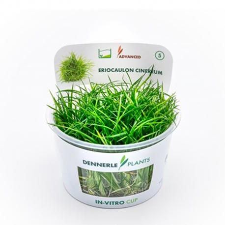 Image 2 - Eriocaulon cinereum - Plante en Pot In-Vitro pour aquarium Aqua Store