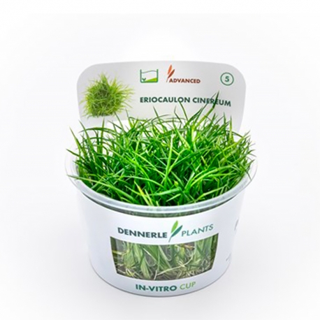 Eriocaulon cinereum - Plante en Pot In-Vitro pour aquarium