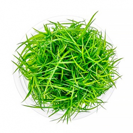 Eriocaulon cinereum - Plante en Pot In-Vitro pour aquarium Aqua Store