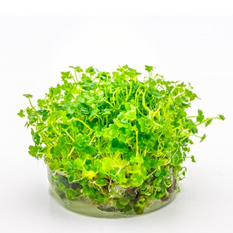 Image 1 - Hydrocotyle tripartita mini - Plante en Pot In-Vitro pour aquarium Aqua Store