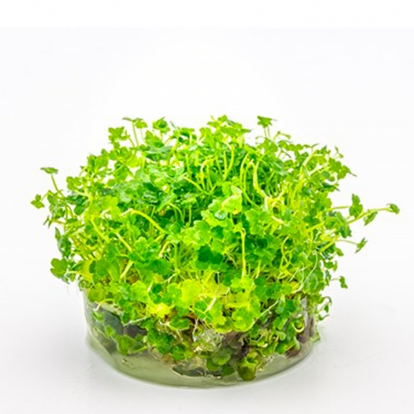 Hydrocotyle tripartita mini - Plante en Pot In-Vitro pour aquarium