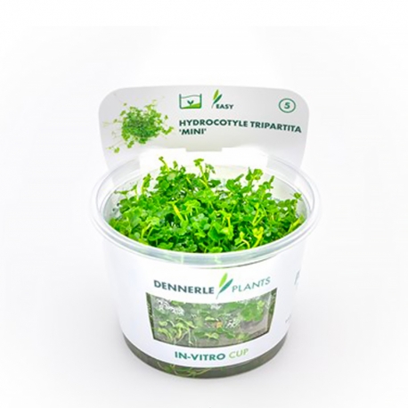 Hydrocotyle tripartita mini - Plante en Pot In-Vitro pour aquarium