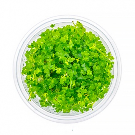 Hydrocotyle tripartita mini - Plante en Pot In-Vitro pour aquarium