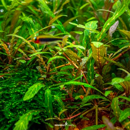 Hygrophila pinnatifida - Plante en Pot In-Vitro pour aquarium