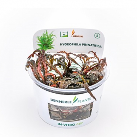 Hygrophila pinnatifida - Plante en Pot In-Vitro pour aquarium