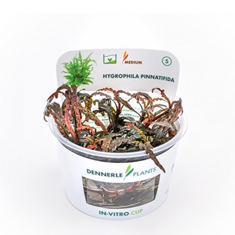 Image 3 - Hygrophila pinnatifida - Plante en Pot In-Vitro pour aquarium Aqua Store