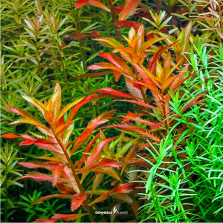 Image 1 - Proserpinaca palustris - Plante en Pot In-Vitro pour aquarium Aqua Store