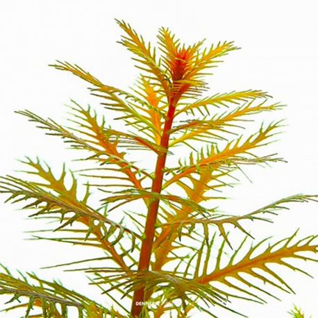 Image 2 - Proserpinaca palustris - Plante en Pot In-Vitro pour aquarium Aqua Store