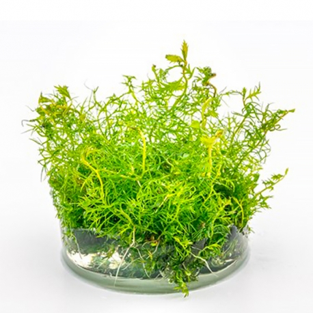 Image 3 - Proserpinaca palustris - Plante en Pot In-Vitro pour aquarium Aqua Store