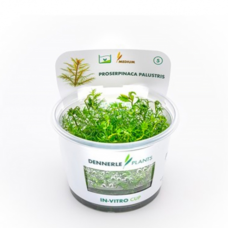 Image 4 - Proserpinaca palustris - Plante en Pot In-Vitro pour aquarium Aqua Store
