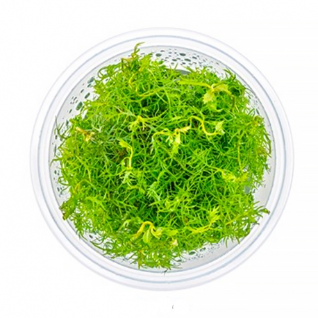 Proserpinaca palustris - Plante en Pot In-Vitro pour aquarium