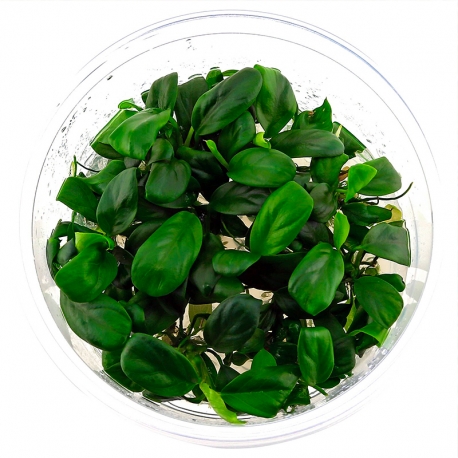 Anubias barteri var.nana - Plante en Pot In-Vitro pour aquarium Aqua Store