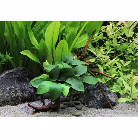 Image 1 - Anubias barteri nana sur Racine Araignée - Plante pour Aquarium Aqua Store