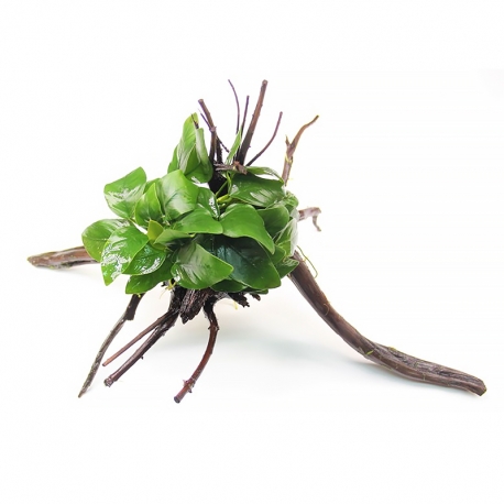 Anubias barteri nana sur Racine Araignée - Plante pour Aquarium Aqua Store
