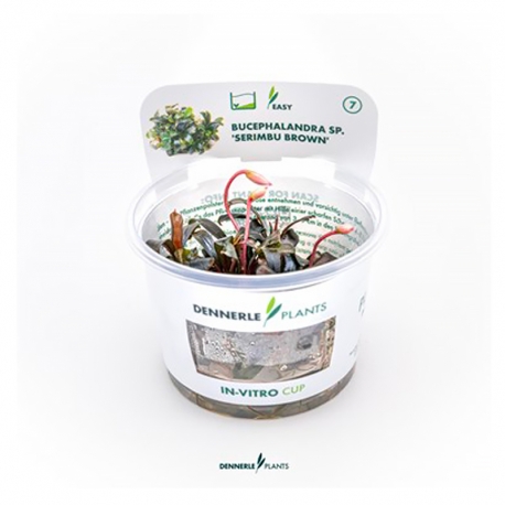 Image 2 - Bucephalandra sp " serimbu brown" - Plante en Pot In Vitro pour aquarium Aqua Store