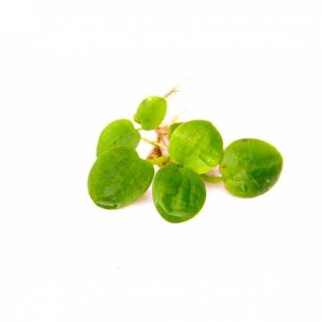 Limnobium laevigatum - Plante flottante in-vitro pour Aquarium Aqua Store