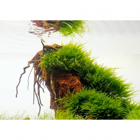 Taxiphyllum "Taiwan moss" - Plante In Vitro pour Aquarium