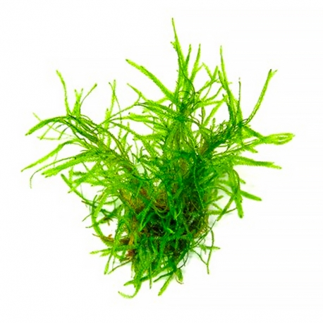 Taxiphyllum "Taiwan moss" - Plante In Vitro pour Aquarium Aqua Store