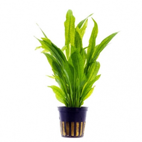 Plante Aquarium - ECHINODORUS BLEHERI - 5CM Aqua Store