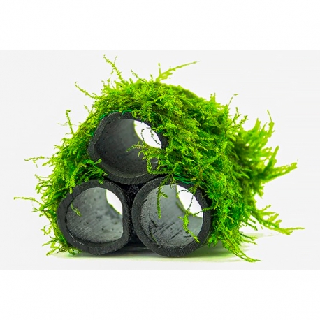 Taxiphyllum barbieri " Bamboo Home" - Plante sur support pour Aquarium Aqua Store