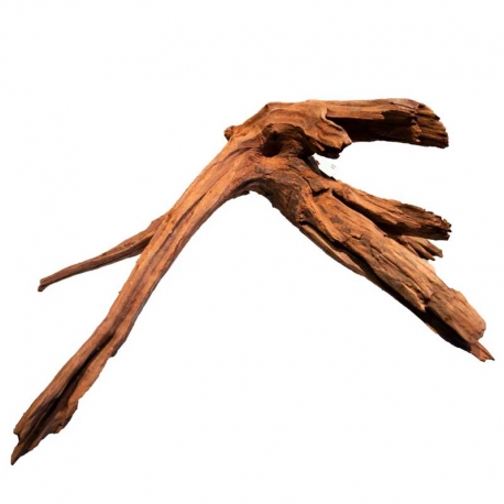 SUPERFISH Racine de Mangrove pour aquarium - 40 cm Aqua Store