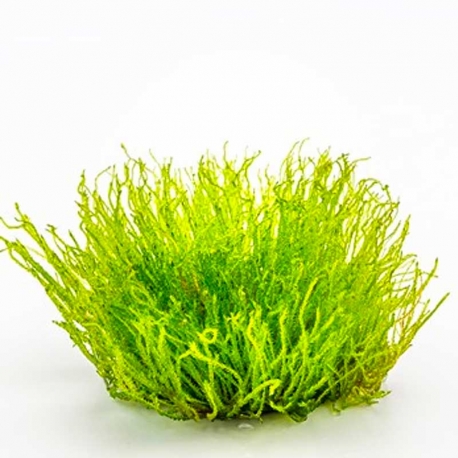Image 1 - Taxiphyllum sp."GIANT" - Plante en pot in vitro pour Aquarium Aqua Store