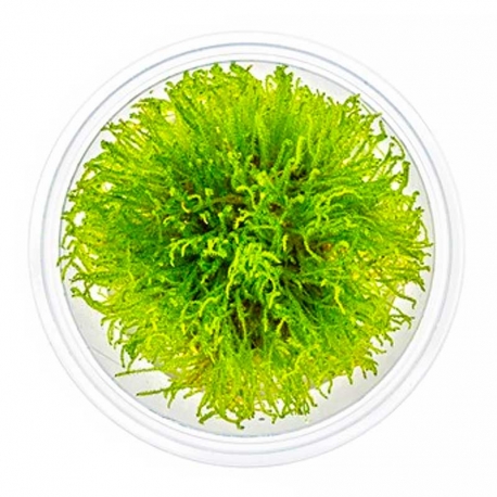 Taxiphyllum sp."GIANT" - Plante en pot in vitro pour Aquarium