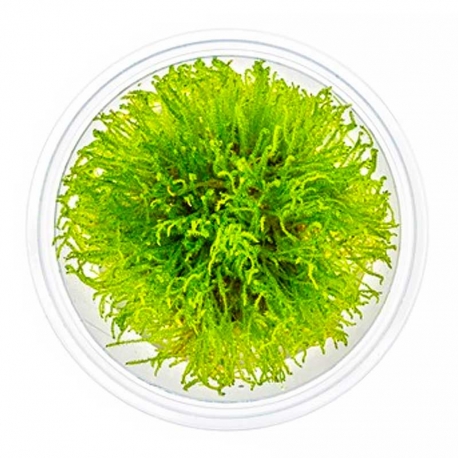 Taxiphyllum sp."GIANT" - Plante en pot in vitro pour Aquarium Aqua Store