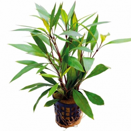 Nomaphilia stricta - Plante en pot pour aquarium Aqua Store