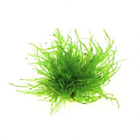 Vesicularia spec. ´Triangelmoos´ - Plante en pot pour aquarium Aqua Store
