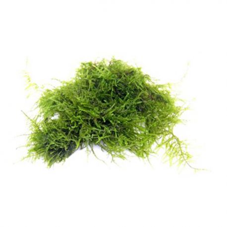 Image 1 - Vesicularia spec. ´Triangelmoos´ - Plante en pot pour aquarium Aqua Store