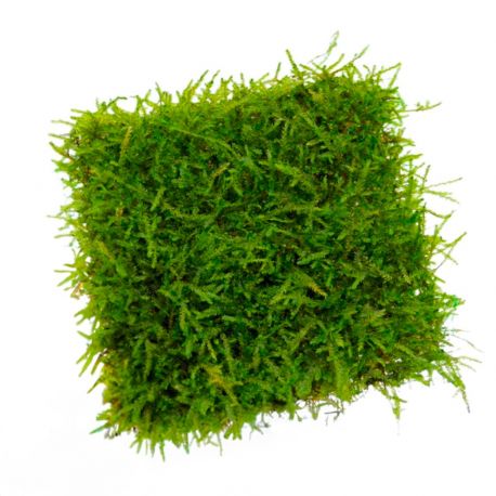 Taxiphyllum barbieri (mousse de Java) en Pad de 9 x 9 cm - Plante pour aquarium Aqua Store