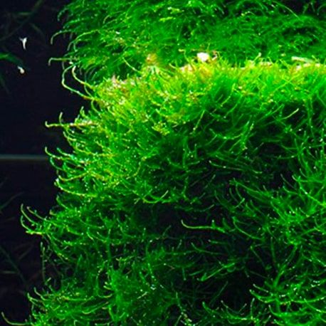 Image 1 - Taxiphyllum barbieri (mousse de Java) en Pad de 9 x 9 cm - Plante pour aquarium Aqua Store
