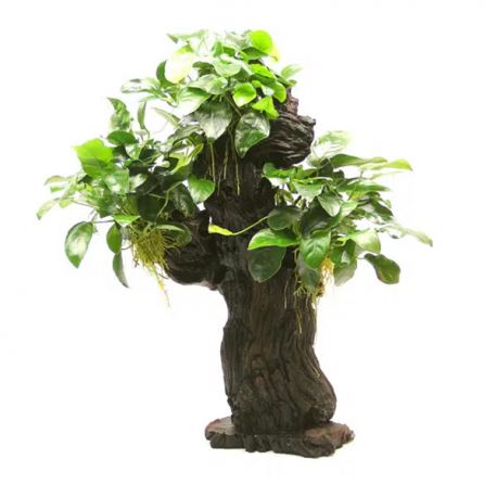 Anubias barteri var. nana sur Mbuna l - Plante sur support pour aquarium