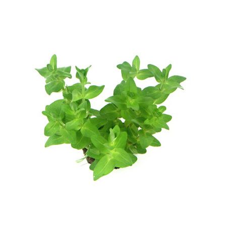 Bacopa caroliniana - Plante pour aquarium Aqua Store