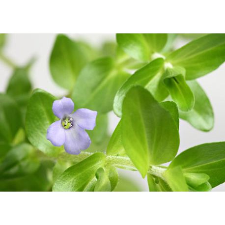 Bacopa caroliniana - Plante pour aquarium