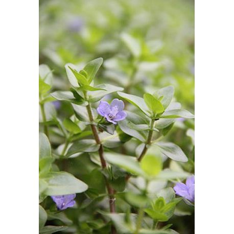 Image 2 - Bacopa caroliniana - Plante pour aquarium Aqua Store