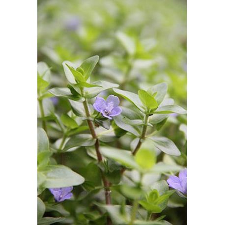 Bacopa caroliniana - Plante pour aquarium