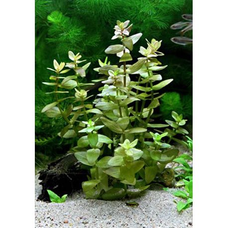 Bacopa caroliniana - Plante pour aquarium