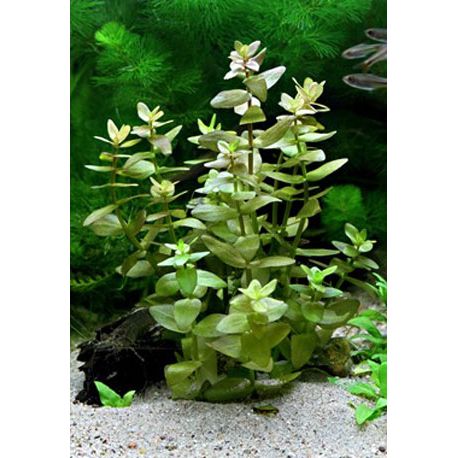 Image 3 - Bacopa caroliniana - Plante pour aquarium Aqua Store