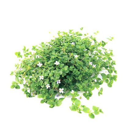 Bacopa australis - Plante pour aquarium Aqua Store