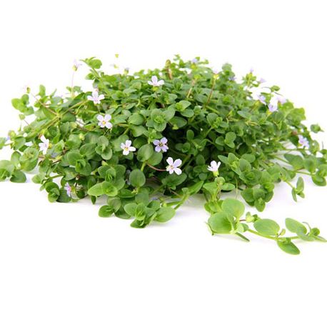 Image 1 - Bacopa australis - Plante pour aquarium Aqua Store
