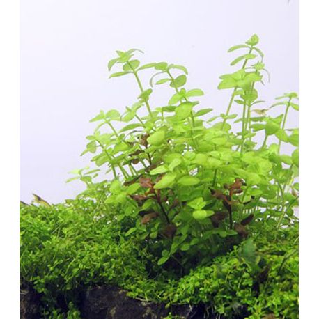 Image 2 - Bacopa australis - Plante pour aquarium Aqua Store