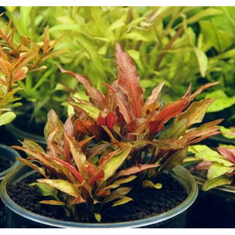 Image 1 - Cryptocoryne walkeri var.legroi - Plante pour aquarium Aqua Store