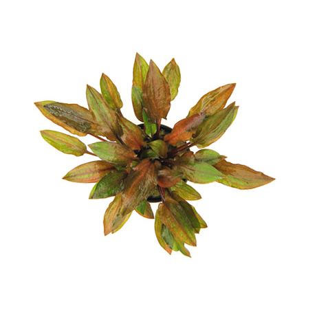 Cryptocoryne walkeri var.legroi - Plante pour aquarium Aqua Store