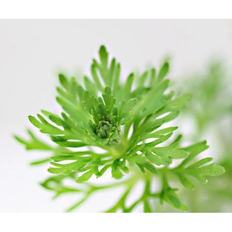 Image 1 - Limnophila sessiliflora - Plante pour aquarium Aqua Store