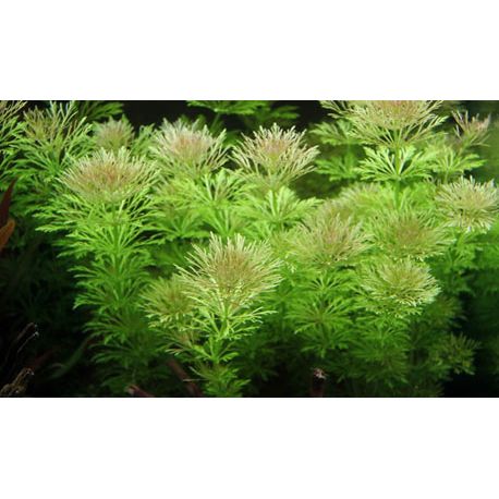 Limnophila sessiliflora - Plante pour aquarium