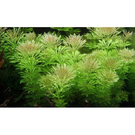 Image 2 - Limnophila sessiliflora - Plante pour aquarium Aqua Store
