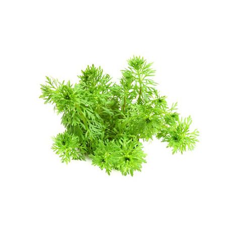 Limnophila sessiliflora - Plante pour aquarium