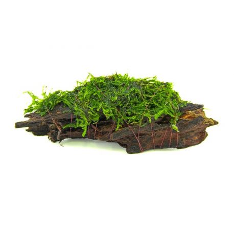 2Pcs Plantes D'aquarium,mousse Vivante Aquarium Naturelle,aquarium